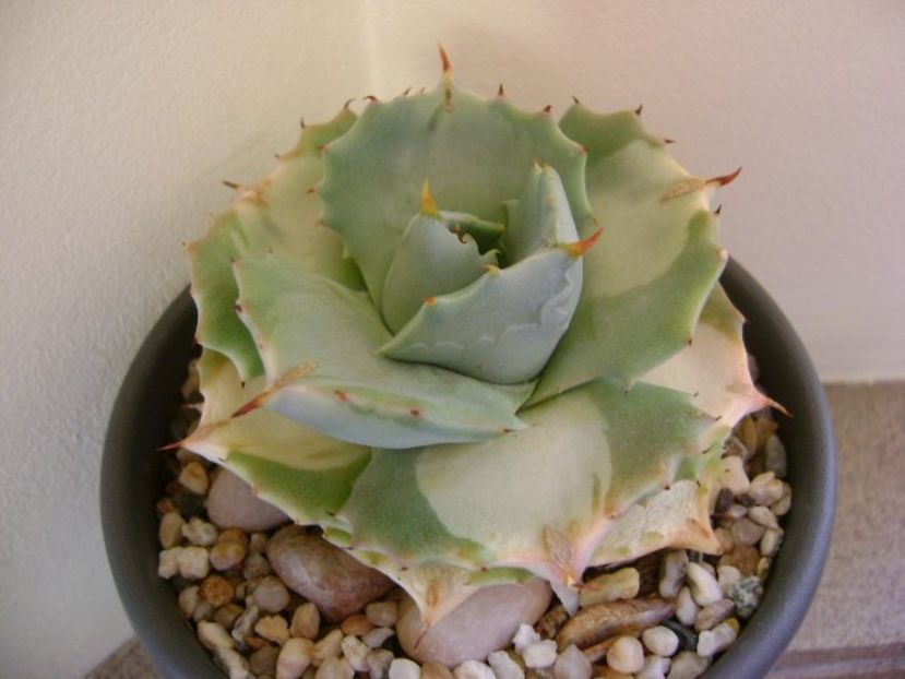 Agave isthmensis cv. Orhi Razin Shirifukurin - Agave si Yucca 2018