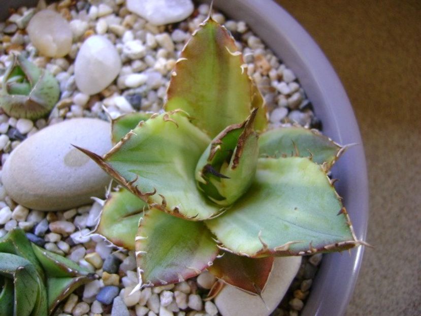 Agave titanota marginata - Agave si Yucca 2018