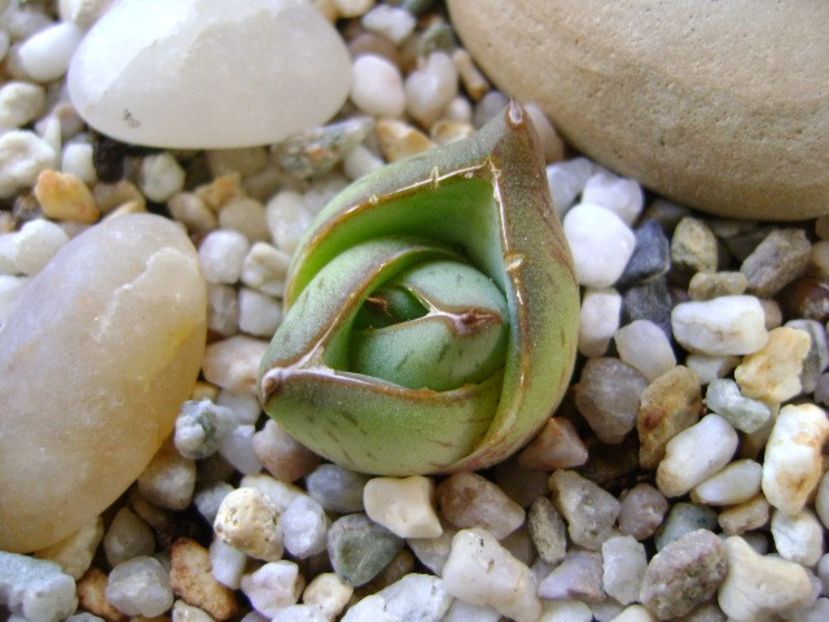 Agave pumila cv. - Agave si Yucca 2018
