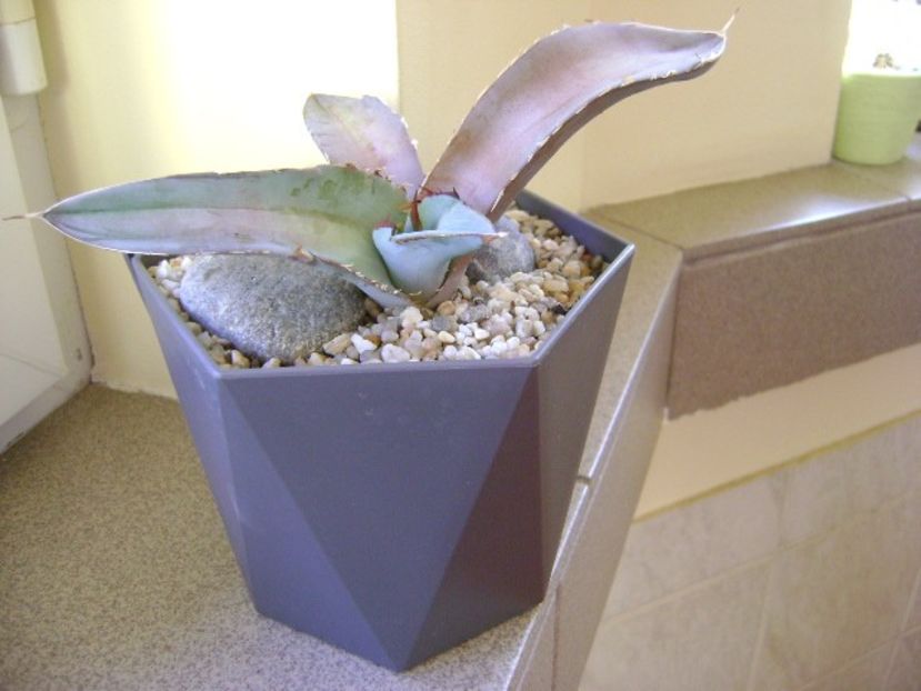 Agave titanota cv. White Ice - Agave si Yucca 2018
