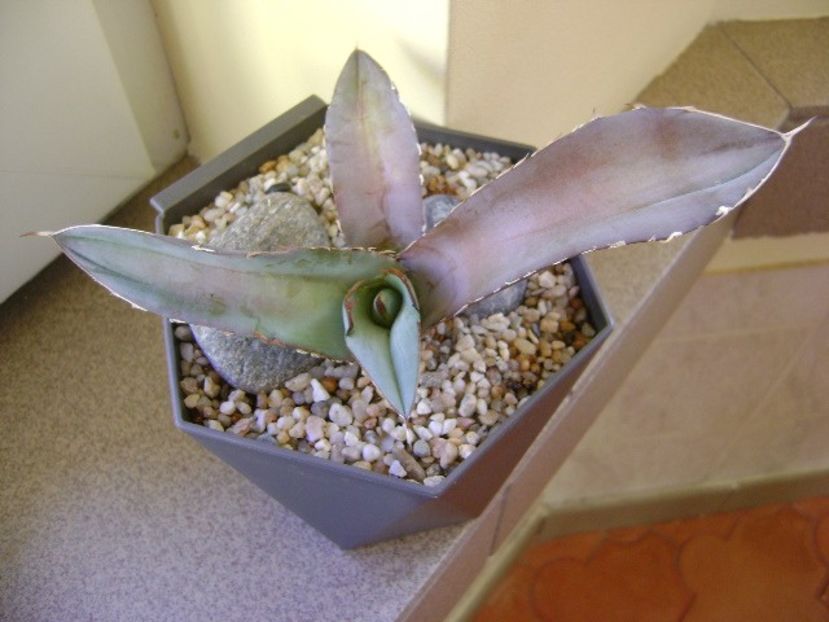 Agave titanota cv. White Ice - Agave si Yucca 2018