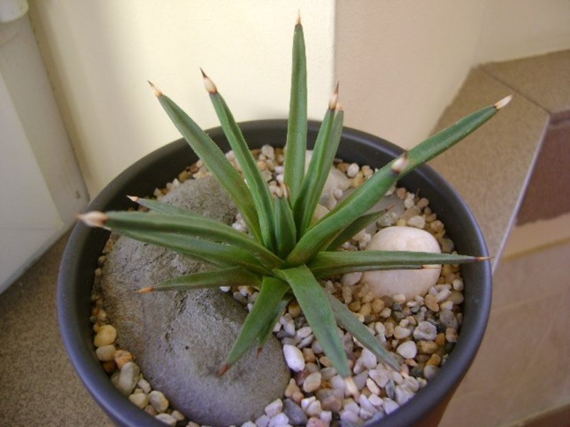 Agave albopilosa - Agave si Yucca 2018