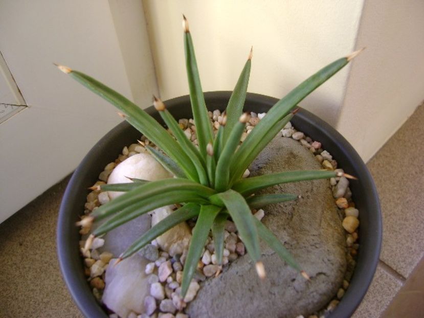 Agave albopilosa - Agave si Yucca 2018