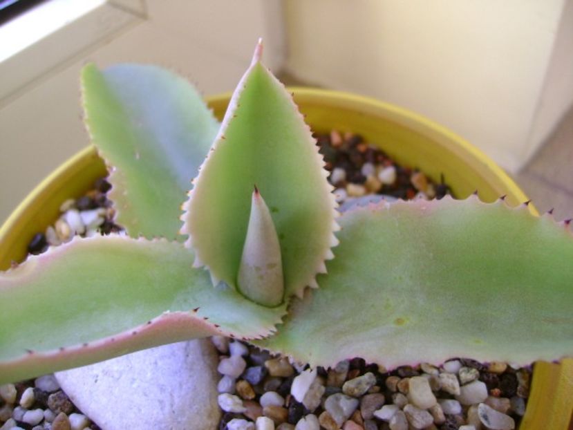 Agave gypsophila - Agave si Yucca 2018