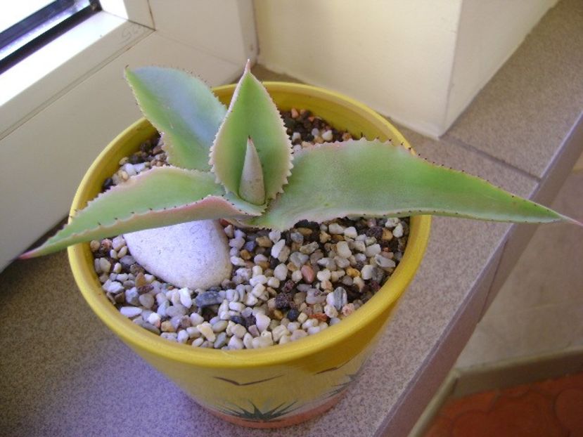 Agave gypsophila - Agave si Yucca 2018