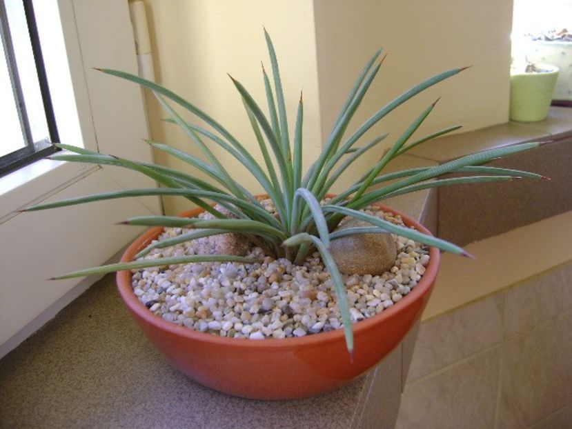 Agave stricta nana "Blue form" - Agave si Yucca 2018