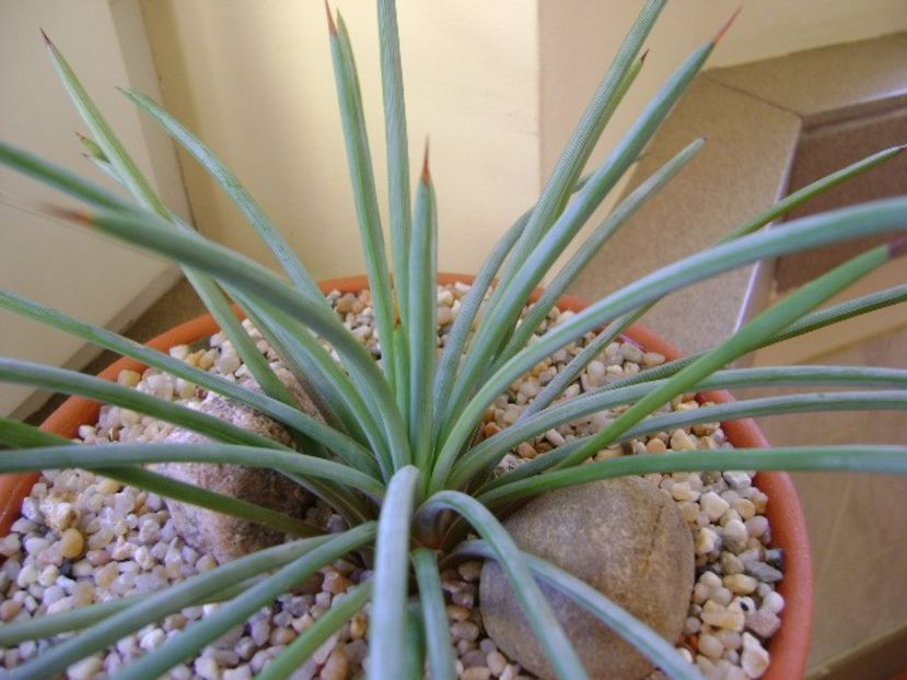 Agave stricta nana "Blue form" - Agave si Yucca 2018