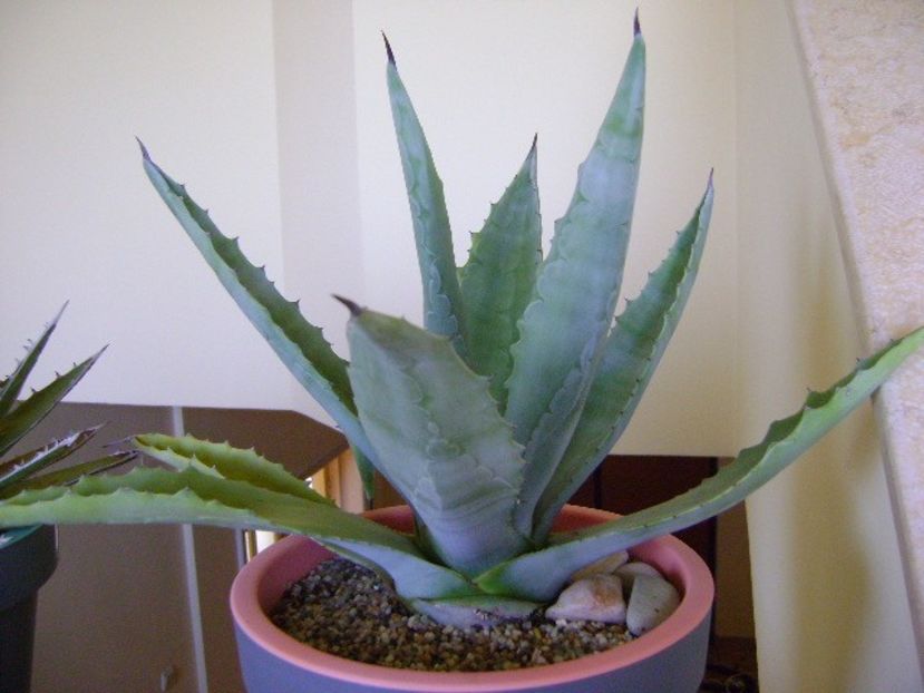Agave chrysantha - Agave si Yucca 2018