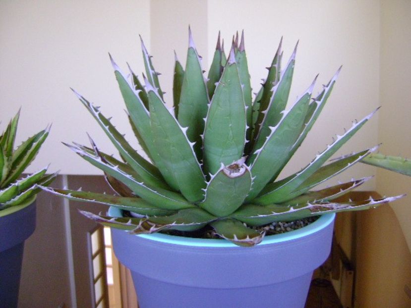 Agave horrida - Agave si Yucca 2018