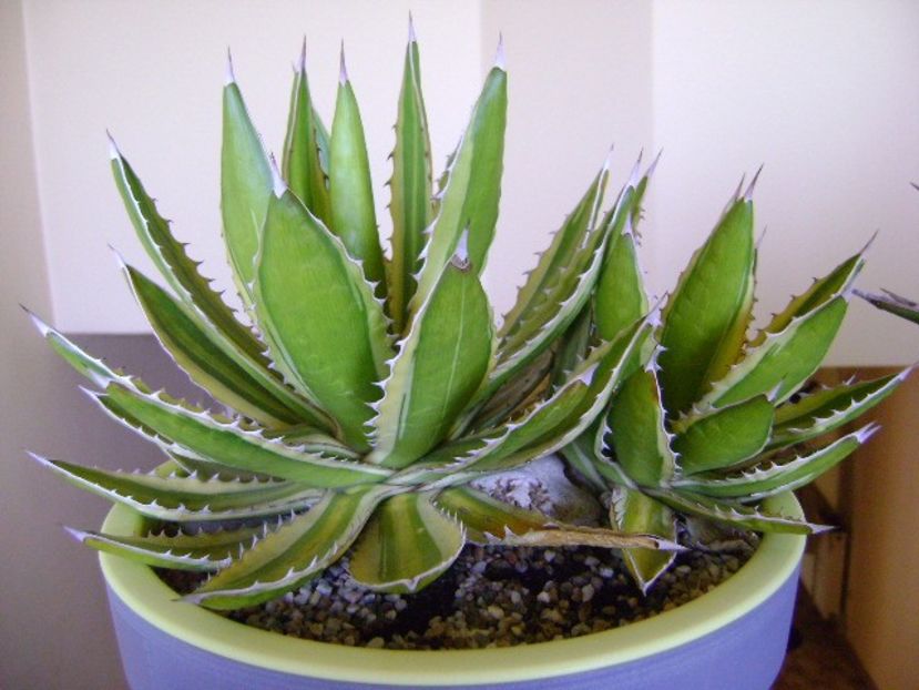 Agave lophantha quadricolor - Agave si Yucca 2018