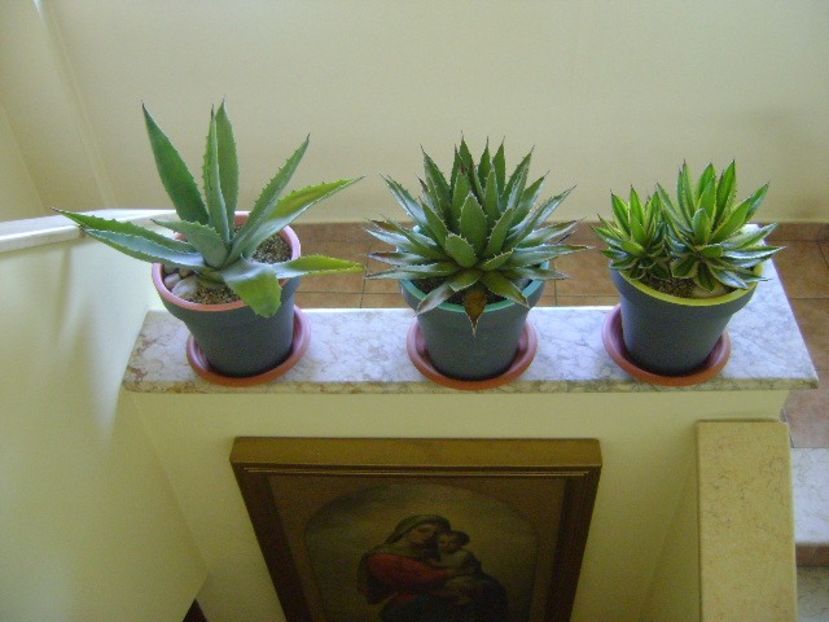 Grup de 3 Agave - Agave si Yucca 2018