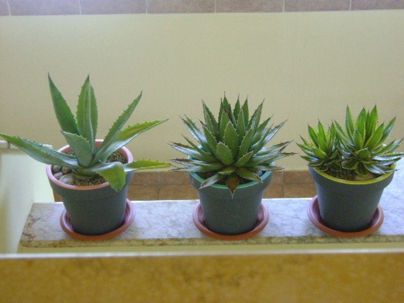 Grup de 3 Agave - Agave si Yucca 2018