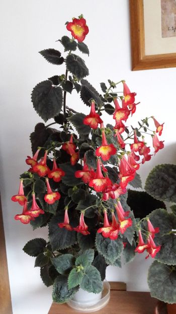 Am ajuns si in varf :) - 09 Achimenes 2018