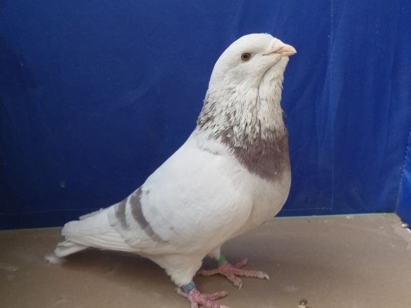 Theodor king - 3MASCULI VRDF 2018