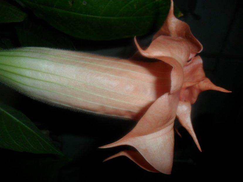  - brugmansii 2018 2