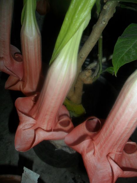  - brugmansii 2018 2
