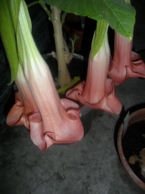  - brugmansii 2018 2