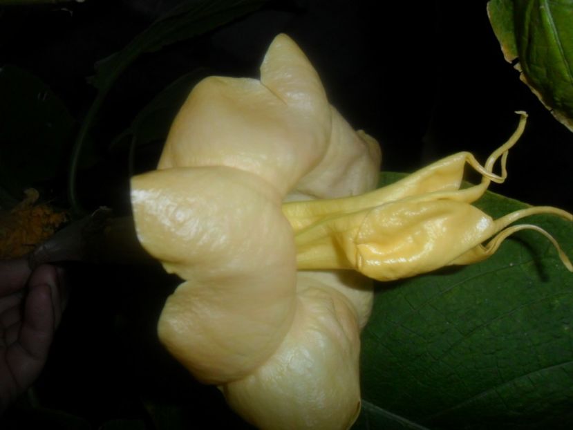  - brugmansii 2018 2