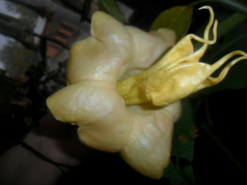  - brugmansii 2018 2