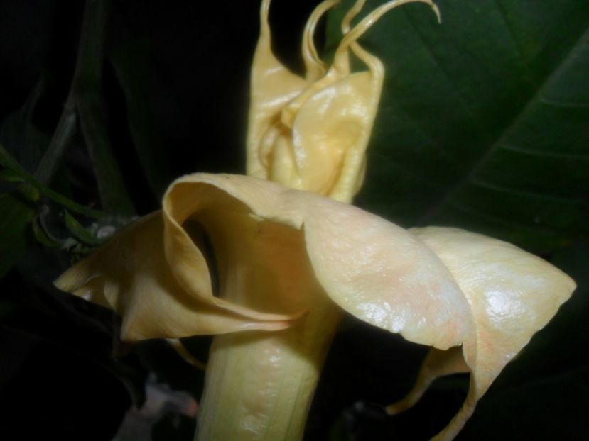  - brugmansii 2018 2