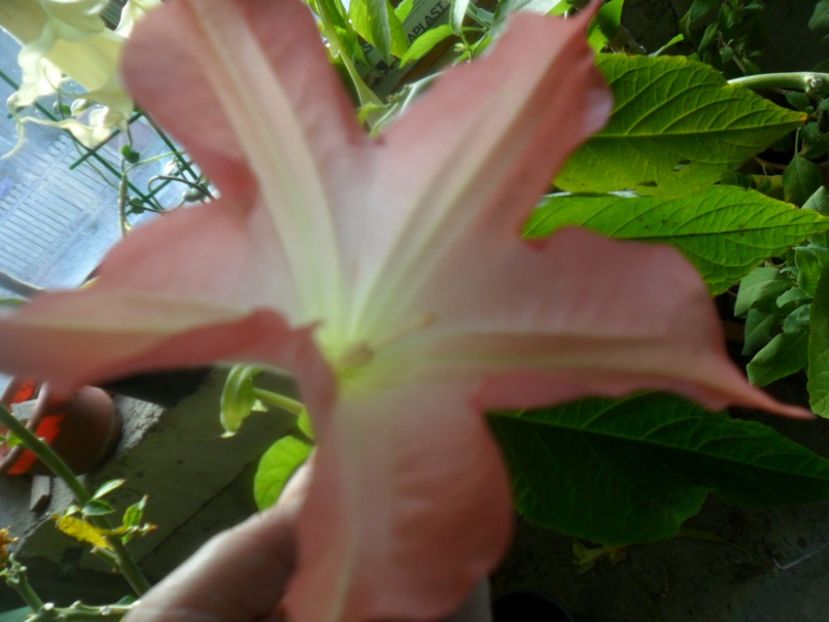  - brugmansii 2018 2