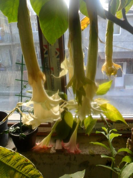  - brugmansii 2018 2