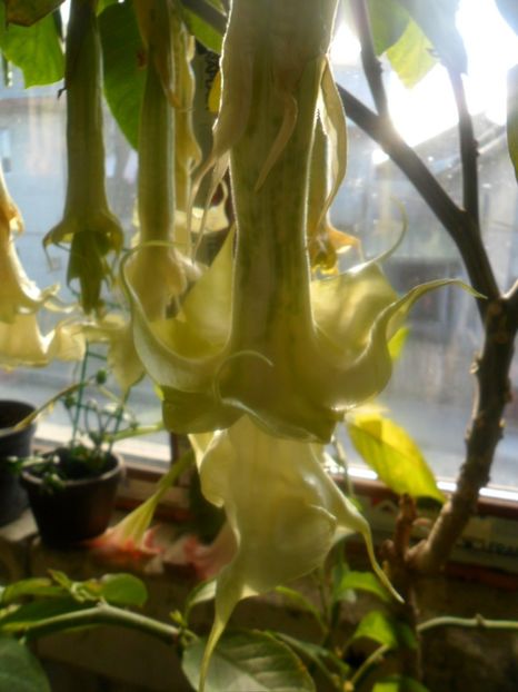  - brugmansii 2018 2