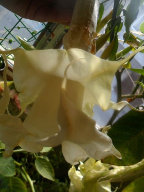  - brugmansii 2018 2