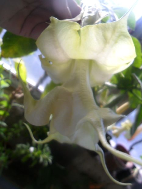  - brugmansii 2018 2