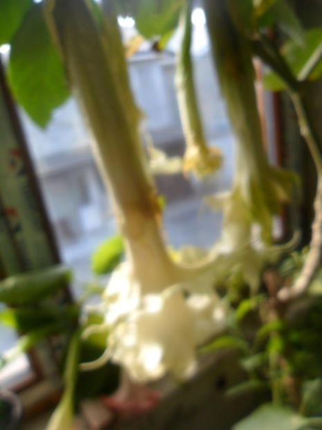  - brugmansii 2018 2