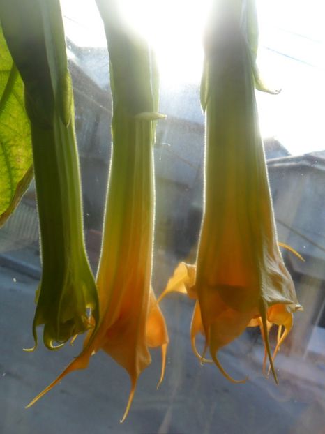  - brugmansii 2018 2