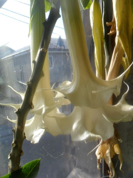  - brugmansii 2018 2