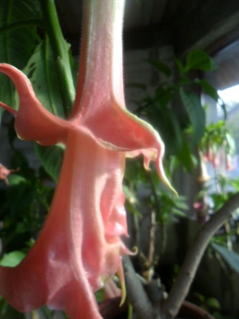  - brugmansii 2018 2