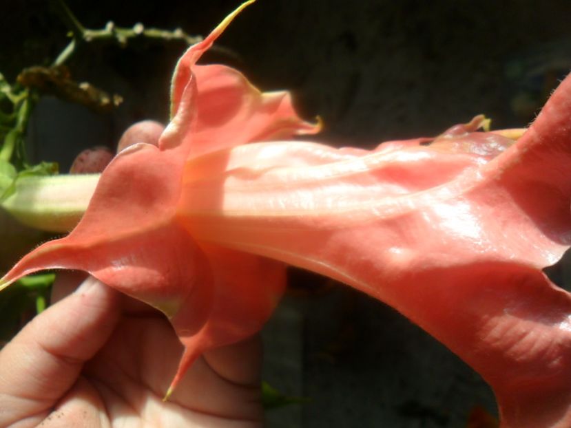  - brugmansii 2018 2