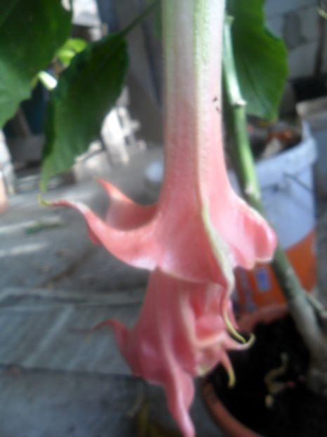  - brugmansii 2018 2