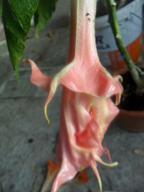  - brugmansii 2018 2