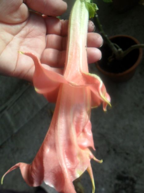  - brugmansii 2018 2