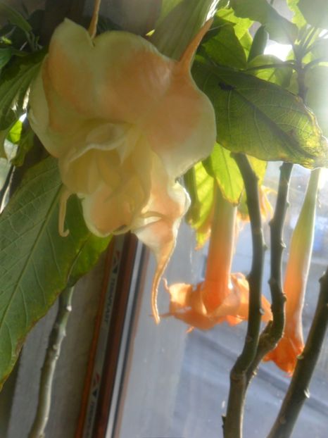  - brugmansii 2018 2