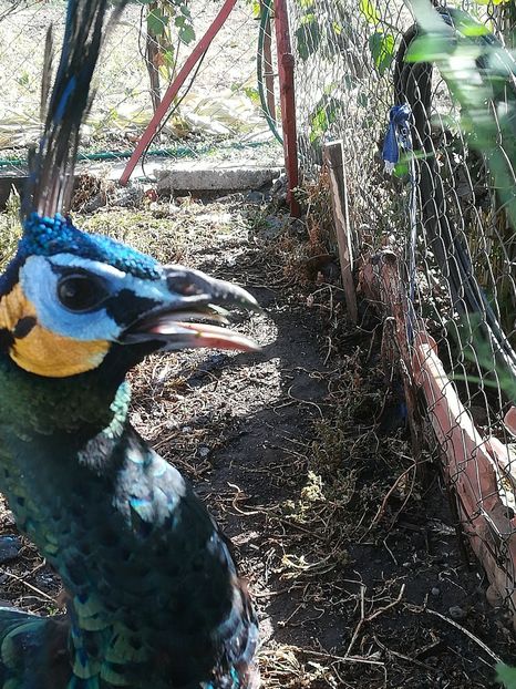  - Pavo Muticus Imperator