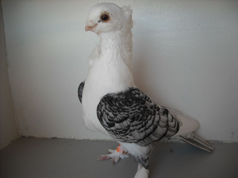  - PORUMBEI CARE MI AU APARTINUT