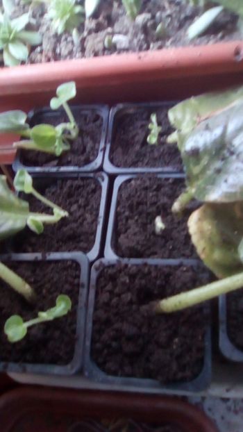 IMG-20181027-WA0010 - - Inmultire violete