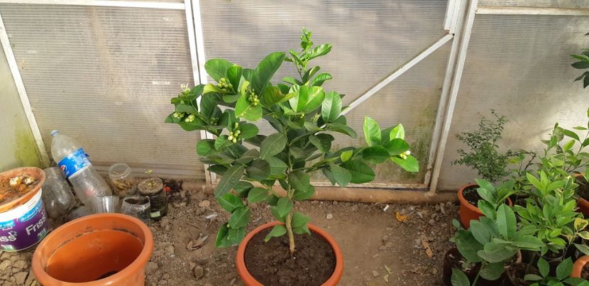 Lămâi Mexican roșu cu aromă de vanilie - Colectionaruldecitrice de vînzare