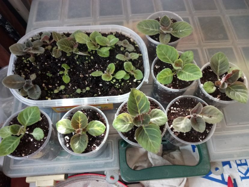 Am mai separat încă 7 - Gloxinii din semințele obținute de mine 2018-2019