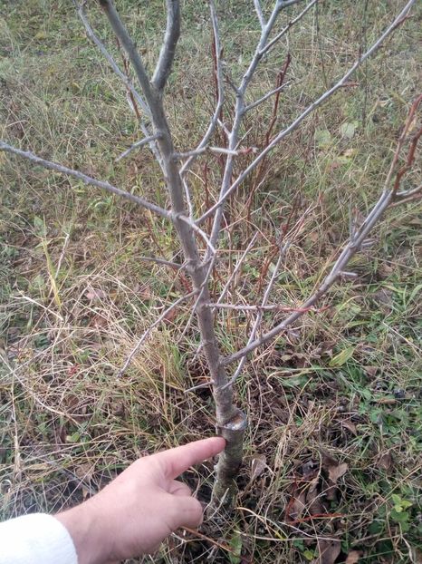 Drajon prun altoit - DRAJONII DE PRUN TRADITIONALI