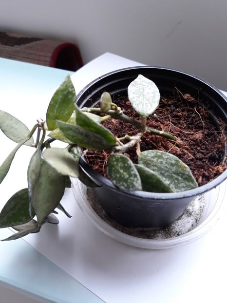  - Hoya Krohniana eskimo