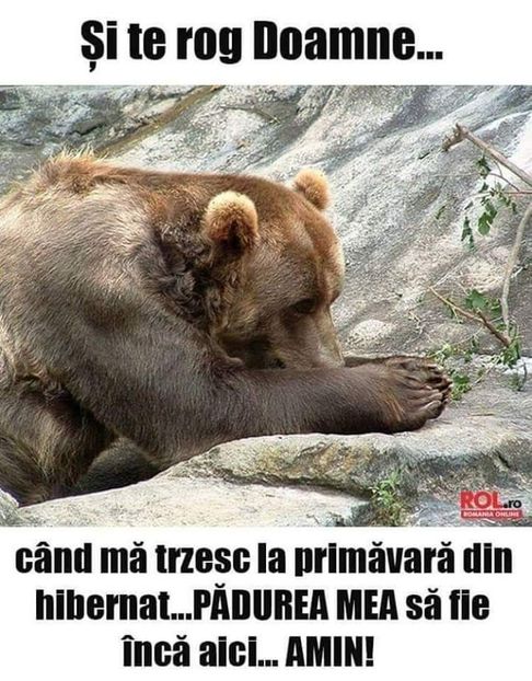 - Poze 5