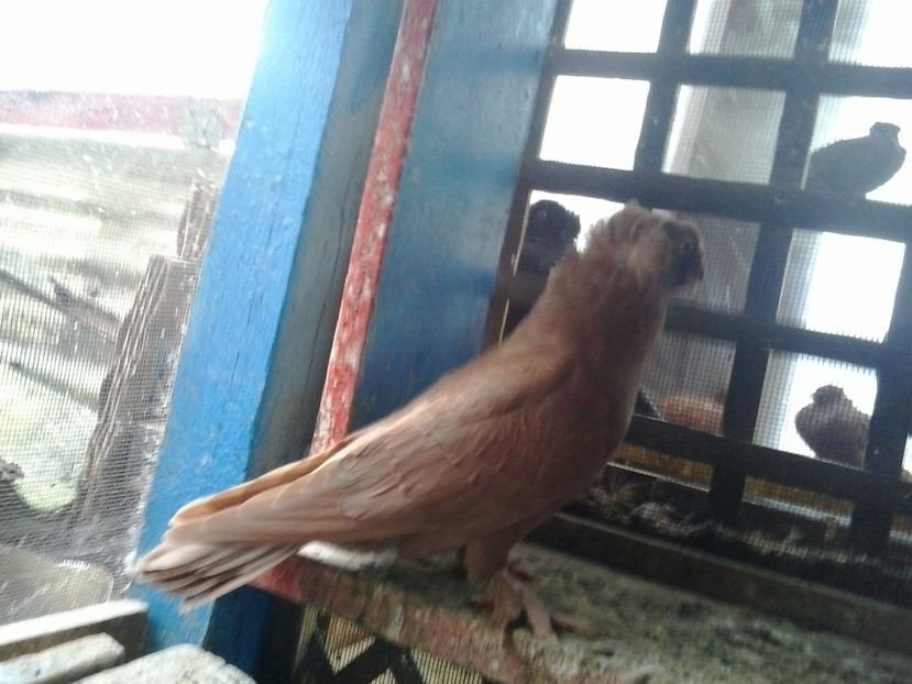 2018-10-19 13.32.38 - GENETICA