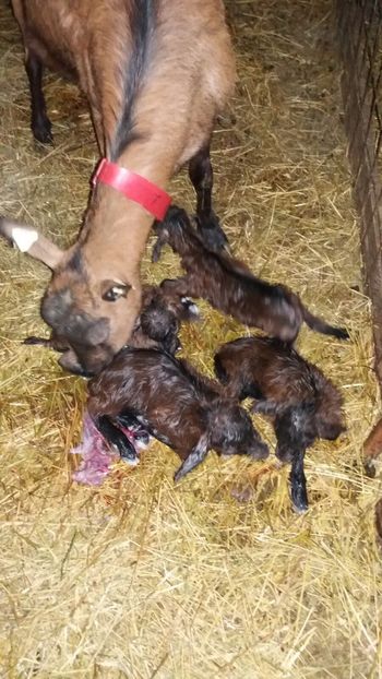 8003F985-D1E0-4242-A93A-067368354AE1 - Capre cu 3 și 4 iezi ianuarie 2018