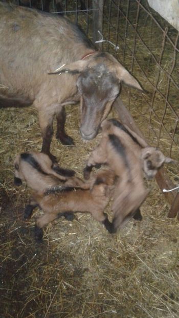 BB0CD44A-F249-4472-A35A-CFD04E63721C - Capre cu 3 și 4 iezi ianuarie 2018