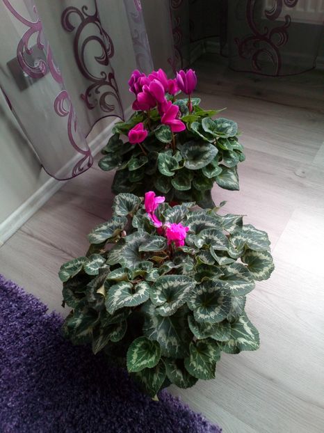  - Plantele mele